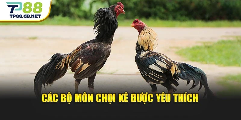 Các bộ môn chọi kê được yêu thích