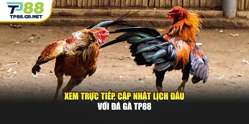 Xem trực tiếp, cập nhật lịch đấu với đá gà TP88